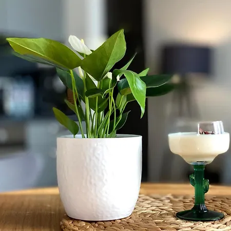 A New Designed Cosy Family *